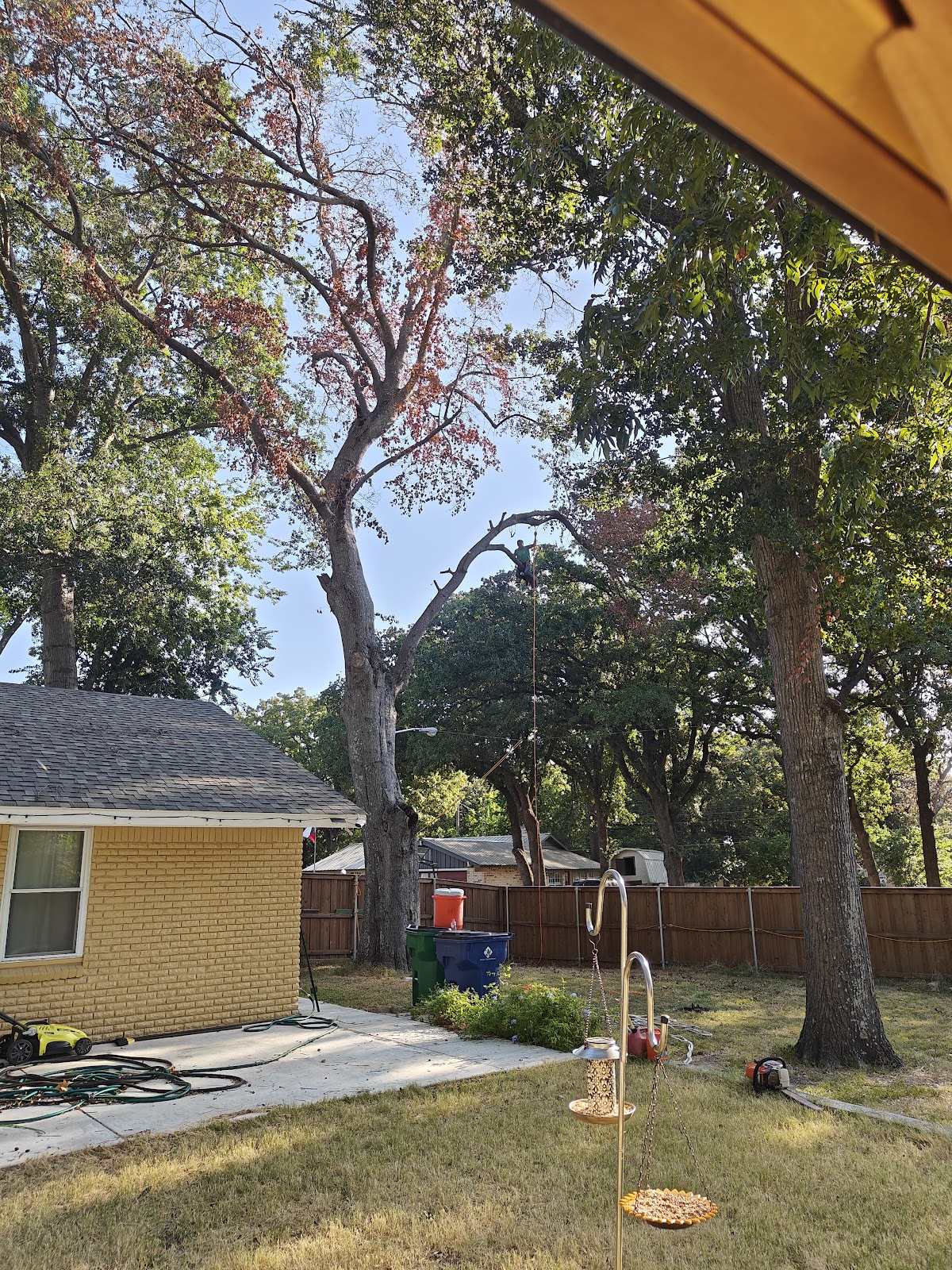 Trees before removal at a Greenville TX property