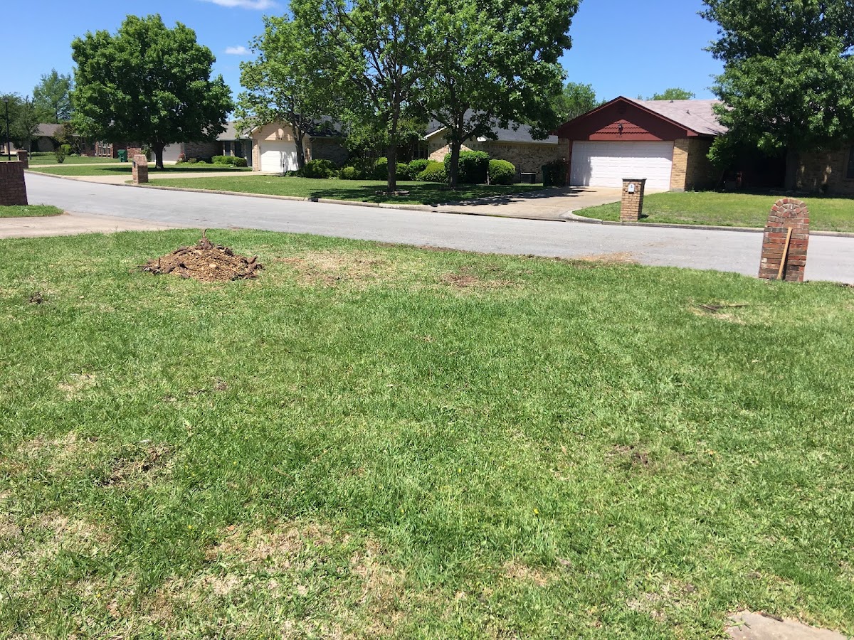 Clean yard after tree removal in Greenville TX